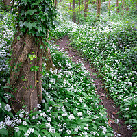Buy canvas prints of Wild garlic in an English woodland in spring by Andrew Kearton