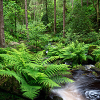 Buy canvas prints of Ferns beside the stream at Wyming Brook, Sheffield by Andrew Kearton