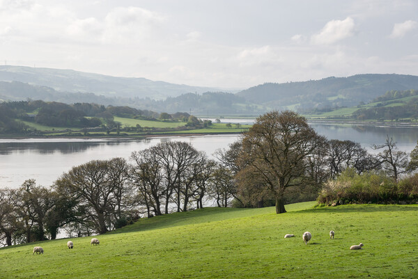 Peaceful scene beside the river Conwy, North Wales Picture Board by Andrew Kearton