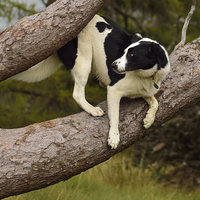 Buy canvas prints of  Border Collie Waiting for a Squirrel by John Malley