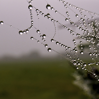 Buy canvas prints of Dewdrops on a spiders web by John Malley