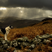 Buy canvas prints of  Surveying for Sheep by John Malley