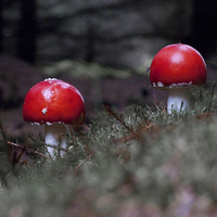 Buy canvas prints of  Fly Agaric Twosome by John Malley