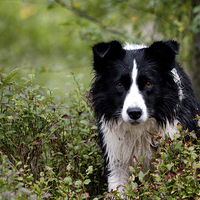 Buy canvas prints of Giving the Border Collie Eye  by John Malley