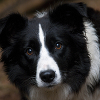 Buy canvas prints of  A Border Collie called Mist by John Malley