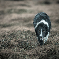 Buy canvas prints of  Border Collie Incoming! by John Malley