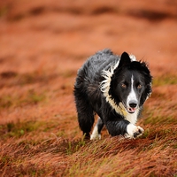 Buy canvas prints of  Border Collie At Work by John Malley