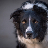 Buy canvas prints of  Border Collie Eye by John Malley
