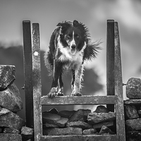 Buy canvas prints of  Border Collie Essence by John Malley