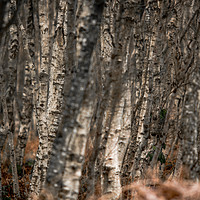 Buy canvas prints of Can't see the Woods for the Trees by John Malley