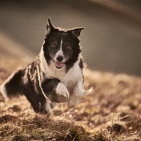 Buy canvas prints of Border Collie  by John Malley