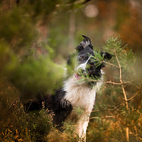 Buy canvas prints of Border Collie Hide and Seek by John Malley