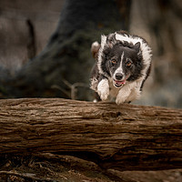Buy canvas prints of Border Collie in Action by John Malley
