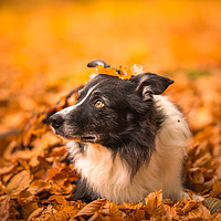 Buy canvas prints of Border Collie Autumn by John Malley