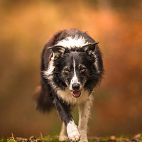 Buy canvas prints of The Eye of a Border Collie by John Malley