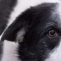 Buy canvas prints of Border Collie Eye by John Malley