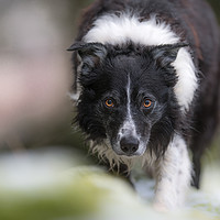 Buy canvas prints of The Border Collie Eye by John Malley