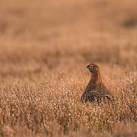 Buy canvas prints of Red Grouse Moorland by John Malley
