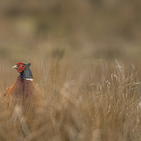 Buy canvas prints of Pheasant under Cover by John Malley