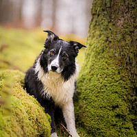 Buy canvas prints of Border Collie Games by John Malley