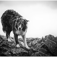 Buy canvas prints of The Shepherds Dog by John Malley