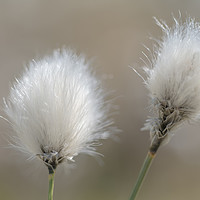 Buy canvas prints of Common Cotton Grass by John Malley