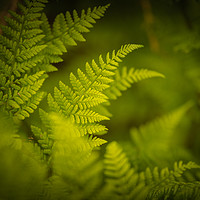 Buy canvas prints of Woodland Ferns by John Malley
