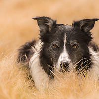 Buy canvas prints of A Nested Collie by John Malley