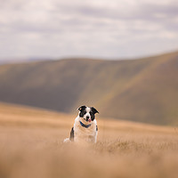 Buy canvas prints of The Fell Dog by John Malley