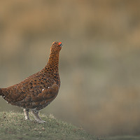 Buy canvas prints of The Red Grouse by John Malley