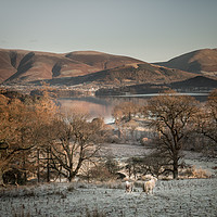 Buy canvas prints of Lake District Morning by John Malley