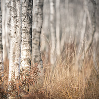 Buy canvas prints of The Winter Birch Woodland by John Malley