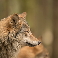 Buy canvas prints of Wolf Matters by John Malley