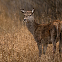 Buy canvas prints of A Red Deer, Ever Watchful  by John Malley