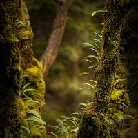 Buy canvas prints of The Hidden World of Trees by John Malley