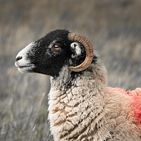 Buy canvas prints of The Swaledale Ewe by John Malley