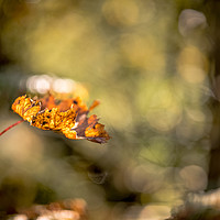 Buy canvas prints of All Aglow in Autumn Light by John Malley