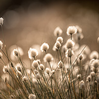 Buy canvas prints of Summer Cotton Grass by John Malley