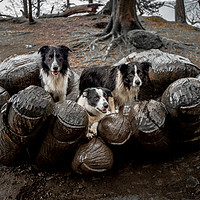 Buy canvas prints of A 'Handful' of Collies! by John Malley
