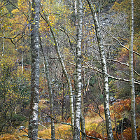 Buy canvas prints of Birchland Autumn by John Malley