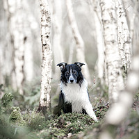 Buy canvas prints of Border Collie Delight by John Malley