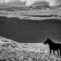 Buy canvas prints of Cumbrian Fell Pony by John Malley