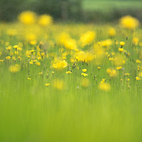 Buy canvas prints of The Hay Meadow by John Malley