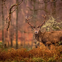 Buy canvas prints of Monarch of the Glen by John Malley