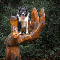 Buy canvas prints of A Collie Handful by John Malley