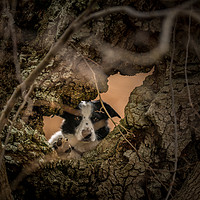 Buy canvas prints of Collie through the Looking Hole by John Malley