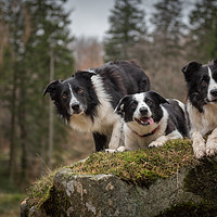 Buy canvas prints of Pass of the Collie by John Malley