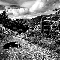 Buy canvas prints of The Sheepdog by John Malley