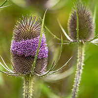 Buy canvas prints of The Teasel by John Malley