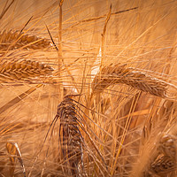 Buy canvas prints of Summer Fields of Barley by John Malley